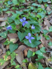 Viola missouriensis