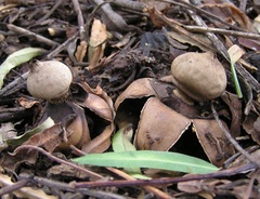 Geastrum fornicatum