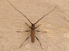 Xystrocera globosa