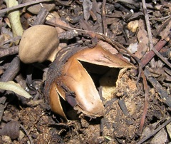 Geastrum fornicatum