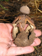 Geastrum fornicatum