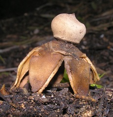 Geastrum fornicatum