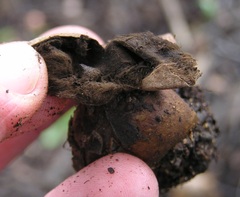 Geastrum fornicatum