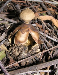 Geastrum fornicatum