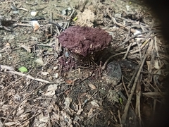 Bovistella utriformis