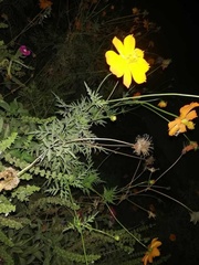 Cosmos sulphureus