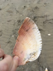 Dinocardium robustum