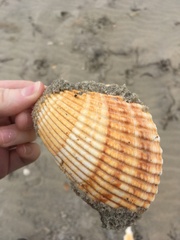 Dinocardium robustum