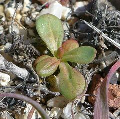 Centrostegia thurberi