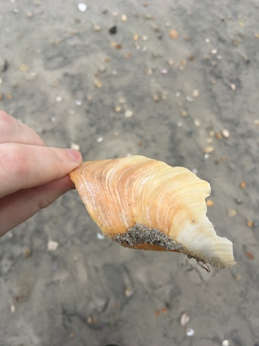 Atlantic geoduck