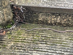 Dryophiops rubescens