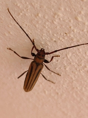 Xystrocera globosa