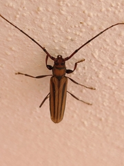 Xystrocera globosa