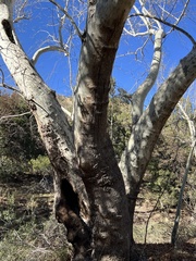Platanus wrightii