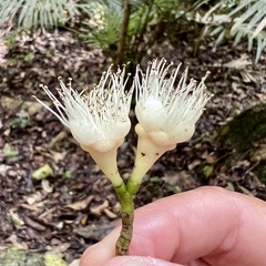 Syzygium cormiflorum