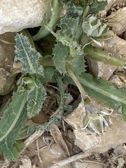 Reichardia tingitana