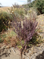 Quinchamalium chilense