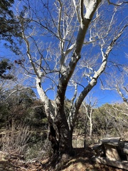 Platanus wrightii