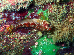 Hypsoblennius brevipinnis
