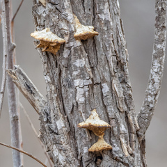 Subantrodia juniperina