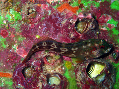 Hypsoblennius brevipinnis