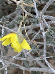 Helianthemum stipulatum