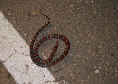 Lampropeltis micropholis