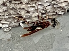 Polistes canadensis