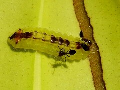 Hypochrysops apelles