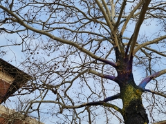 Platanus occidentalis