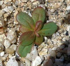 Centrostegia thurberi