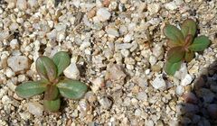 Centrostegia thurberi