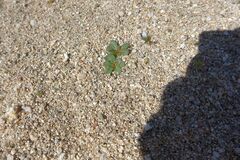 Centrostegia thurberi