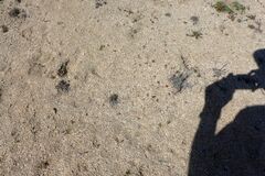 Centrostegia thurberi