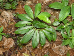 Costaceae