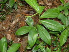 Costaceae
