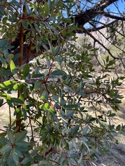 Arbutus arizonica