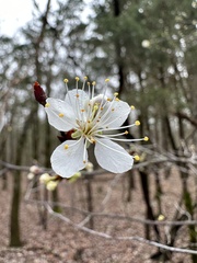 Prunus umbellata
