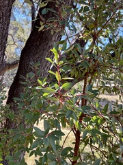 Arbutus arizonica