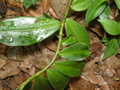 Costaceae