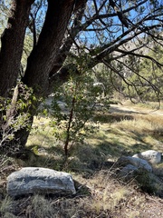 Arbutus arizonica