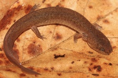 Pseudotriton ruber ruber