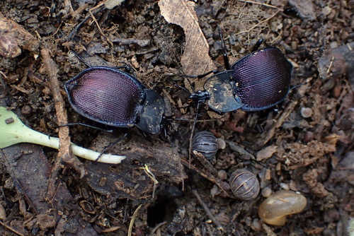 Large-thoraxed Snail-eating Beetle photo 2