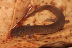 Pseudotriton ruber ruber