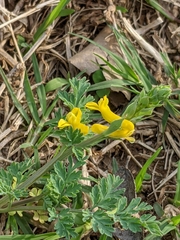 Corydalis micrantha