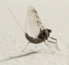 Callibaetis pictus