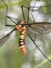 Leptotarsus clavatus