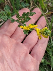 Corydalis micrantha