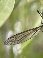 Leptotarsus clavatus
