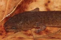 Pseudotriton ruber ruber
